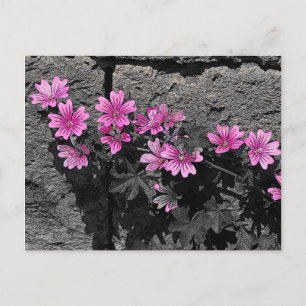 Carte Postale Fleurs violettes