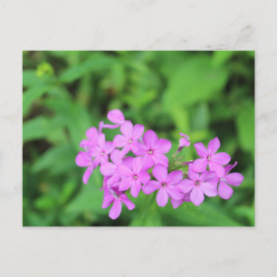 Carte Postale Fleurs violettes #4