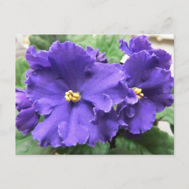 Carte Postale Fleurs violettes africaines violettes (Devant)