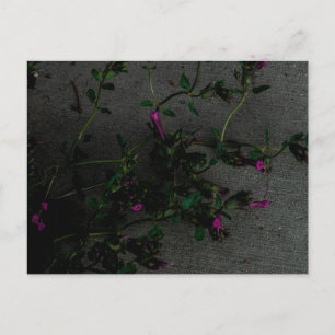 Carte Postale Fleurs violettes avec ombres profondes