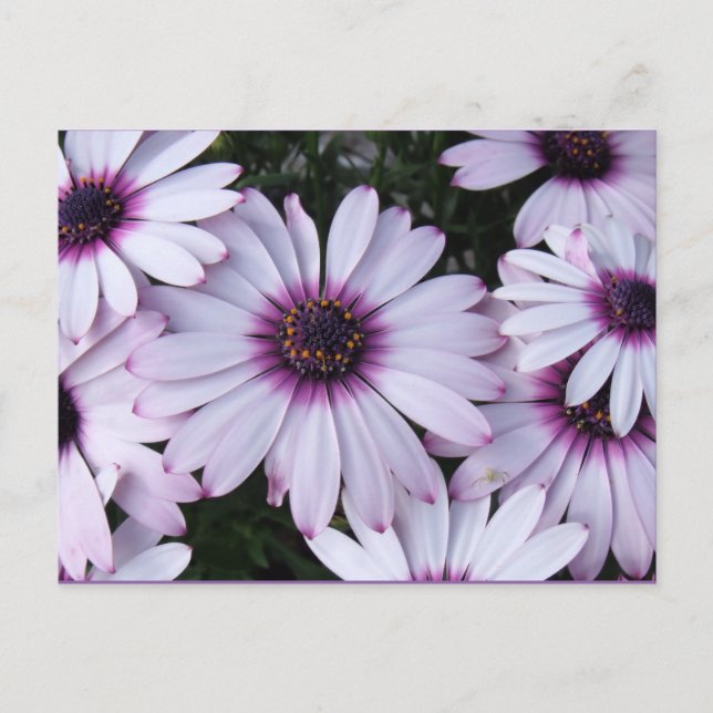 Carte Postale Fleurs violettes claires avec Arrière - plan viole (Devant)