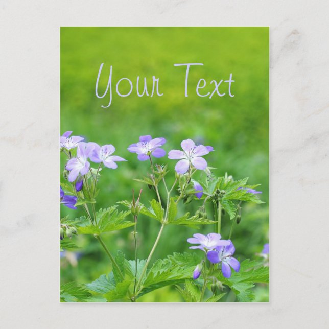 Carte Postale Fleurs violettes dans le champ (Devant)