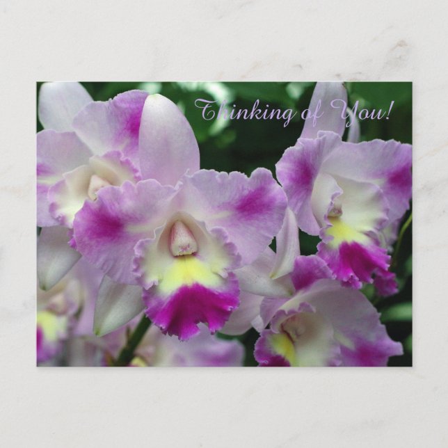 Carte Postale Fleurs violettes de l'orchidée de Cattleya (Devant)