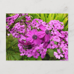 Carte Postale Fleurs violettes de San Francisco