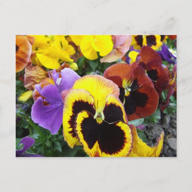 Carte Postale Fleurs violettes et jaunes (Devant)