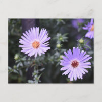 Fleurs violettes Été Nature Photographie Florale