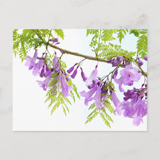 Carte Postale Fleurs violettes Jacaranda (Devant)