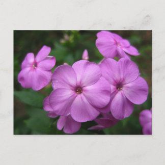 Carte Postale Fleurs violettes Phlox