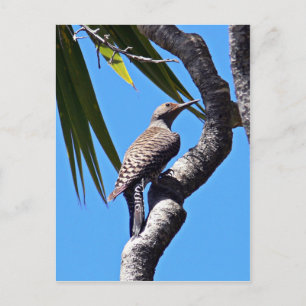 Carte Postale Flickr du Nord