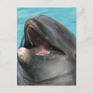 Carte postale Flipper