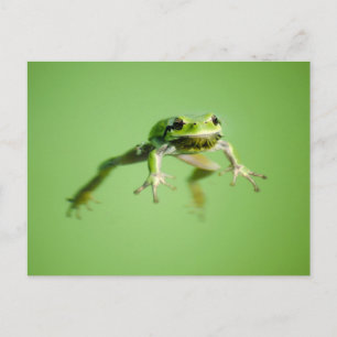 Carte Postale Floating frog in transparent et calm water .
