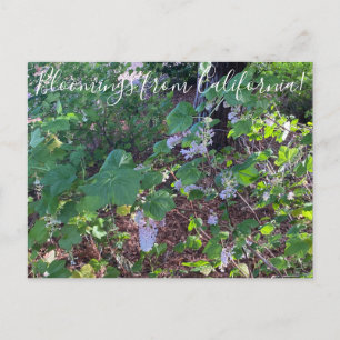 Carte Postale Floraison de Californie : Currant de fleurs blanch
