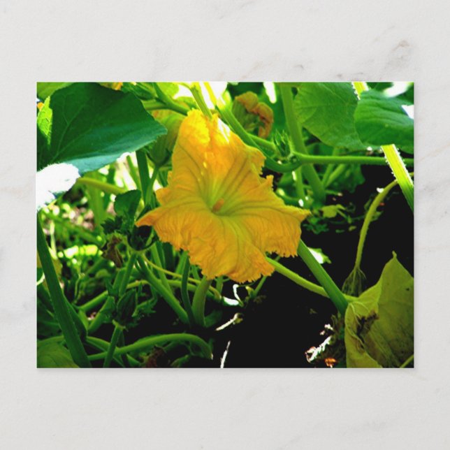 Carte Postale " Floraison de courges jaunes d'automne" (Devant)