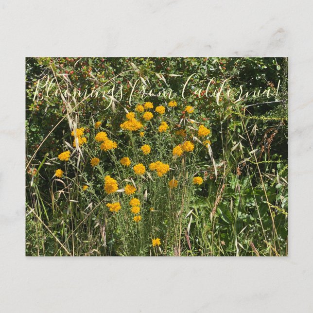 Carte Postale Floraisons de Californie : Achillée dorée (Devant)