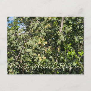 Carte Postale Floraisons de Californie : Cerisier à feuilles de