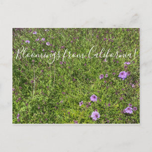Carte Postale Floraisons de Californie : De La Mina Verbena
