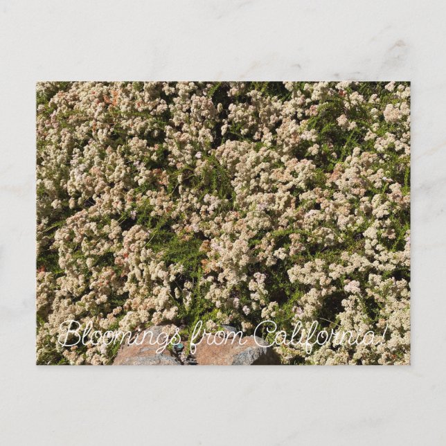 Carte Postale Floraisons de Californie : Eriogonum fasciculatum (Devant)