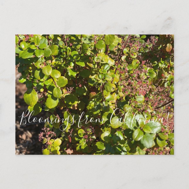 Carte Postale Floraisons de Californie : Groseillier à feuilles  (Devant)