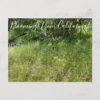 Carte Postale Floraisons de Californie : Lance d'Ithuriel