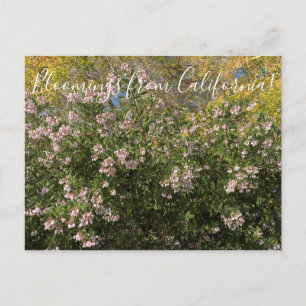 Carte Postale Floraisons de Californie : Manzanita