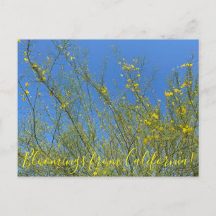 Carte Postale Floraisons de Californie : Palo Verde