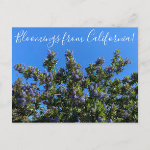 Carte Postale Floraisons de Californie : Ray Hartman Ceanothus P