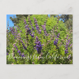 Carte Postale Floraisons de Californie : Trichostème laineux Pos