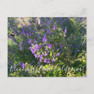 Carte Postale Floraisons de Californie : Trichostème laineux Pos