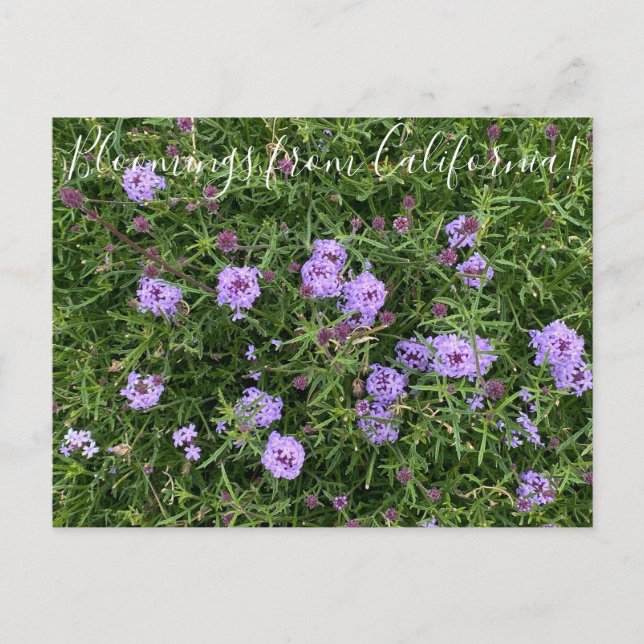 Carte Postale Floraisons de Californie : Verbena lilacina (Devant)