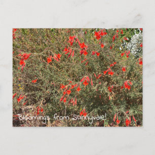 Carte Postale Floraisons de Sunnyvale : California Fuchsia