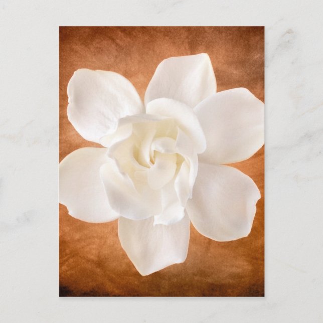 Carte Postale Floral de fleurs de Gardenia blanches (Devant)