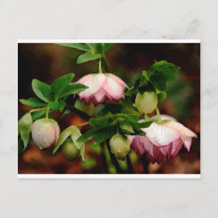 Carte Postale Floral - Hellebores roses