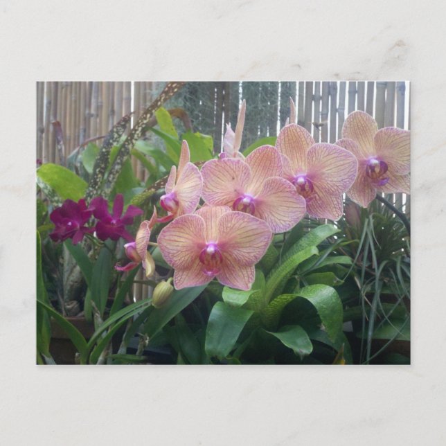 Carte Postale Floral, orchidées (Devant)