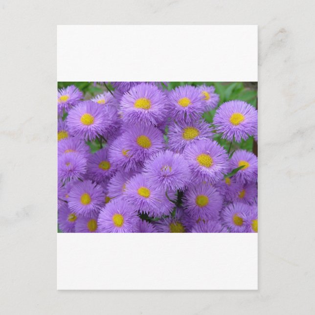 Carte Postale Floral pourpre (Devant)