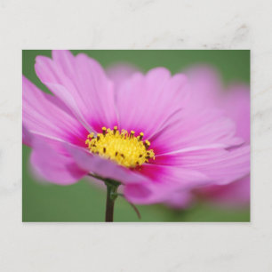 Carte Postale Floral rose