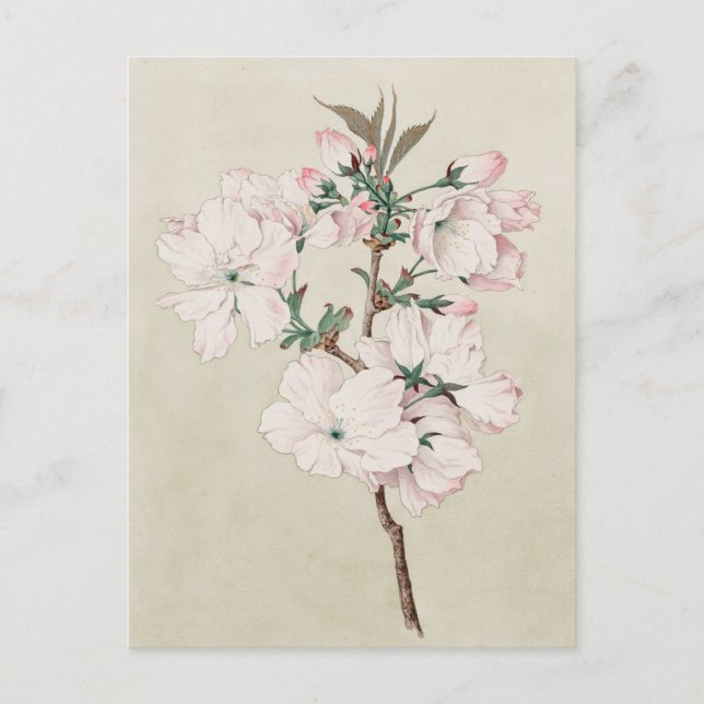 Carte Postale Floral rose clair (Devant)