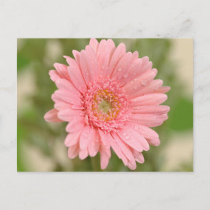 Carte Postale Floral rose Gerbera Daisy Fleur Bonjour Amour