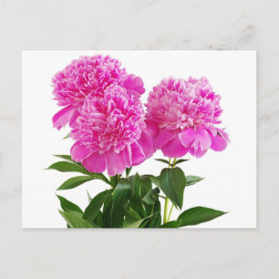 Carte Postale Floral rose Peony Flower - Merci, Bonjour