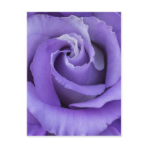 Carte postale Floral Rose violet
