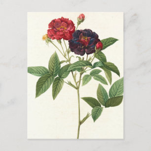 Carte Postale Floral rouge et violet