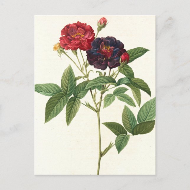Carte Postale Floral rouge et violet (Devant)