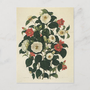 Carte Postale Floral vintage, Jardin antique Fleurs Roses