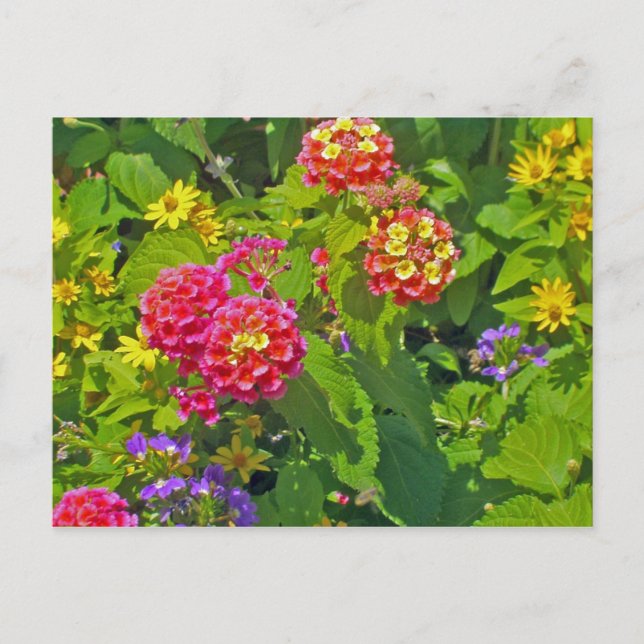 Carte postale florale (Devant)