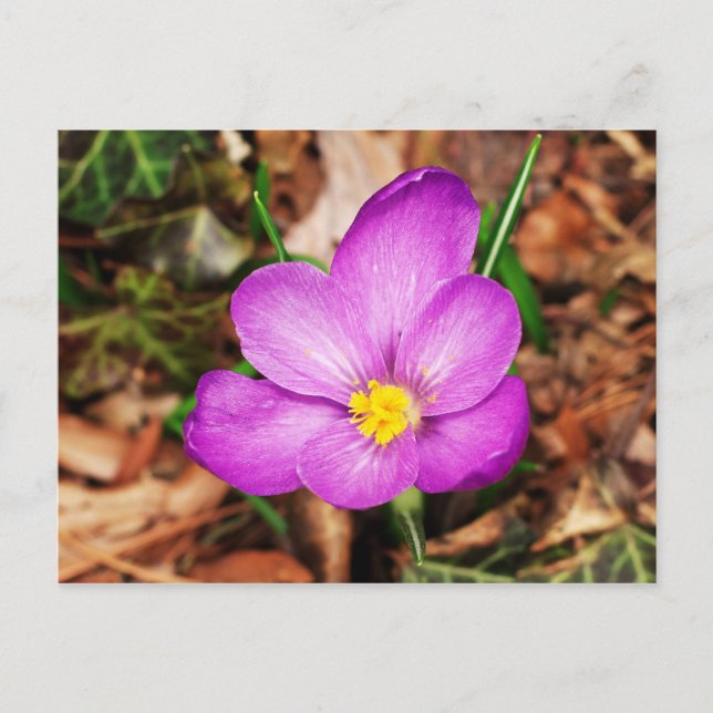 Carte postale florale (Devant)