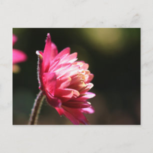 Carte postale florale de lumière du soleil rouge