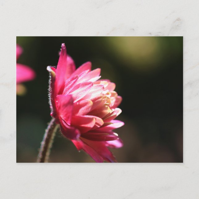 Carte postale florale de lumière du soleil rouge (Devant)