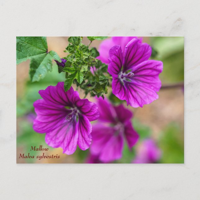 Carte postale Florale de mauve (Devant)