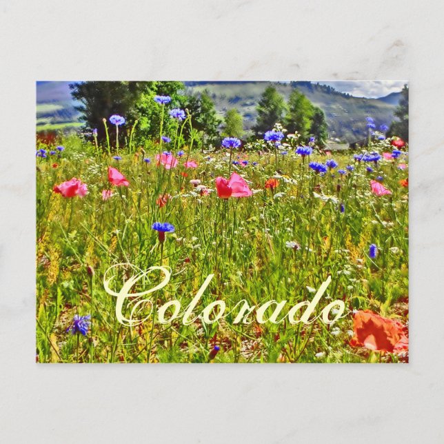 Carte postale florale du Colorado (Devant)
