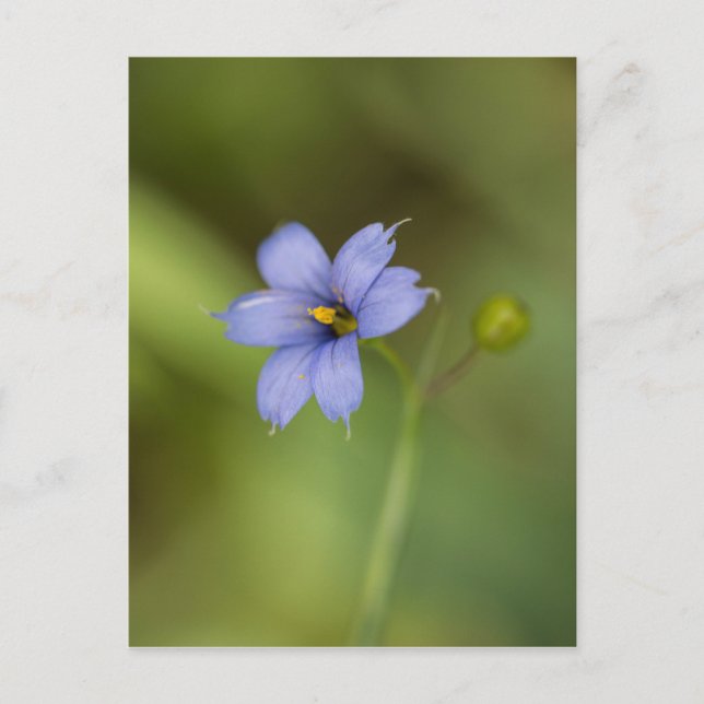 Carte postale Florale Fleur sauvage en laiton bleu (Devant)