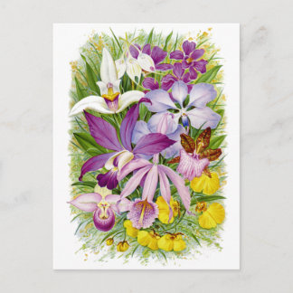 Carte postale florale Orchidées antiques/Vintages